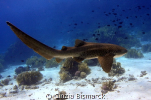 My dream comes true
Leopard shark - Stegostoma fasciatum... by Cinzia Bismarck 
